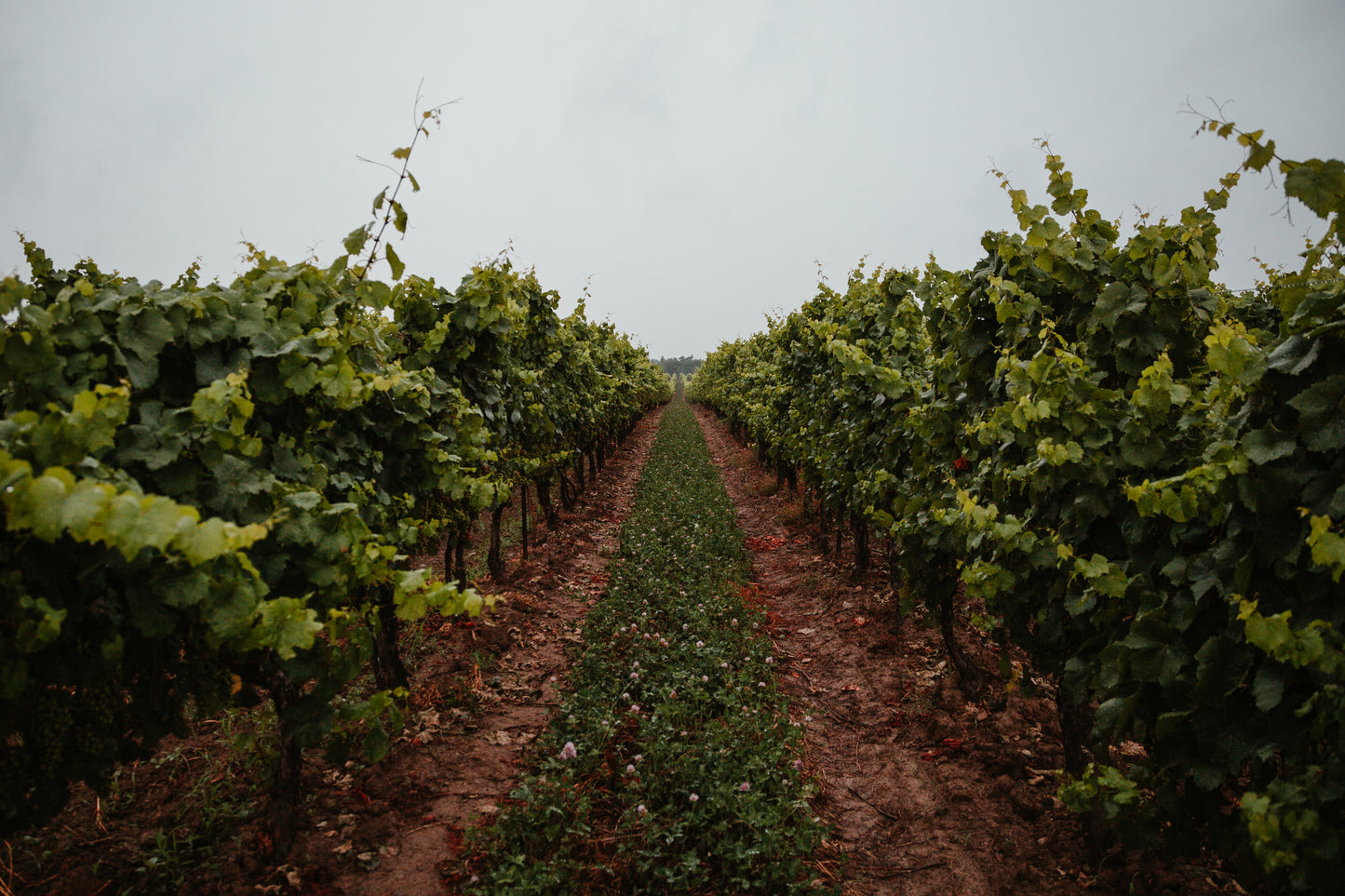 Weingut Roman Schneider Inh. Joachim Schneider