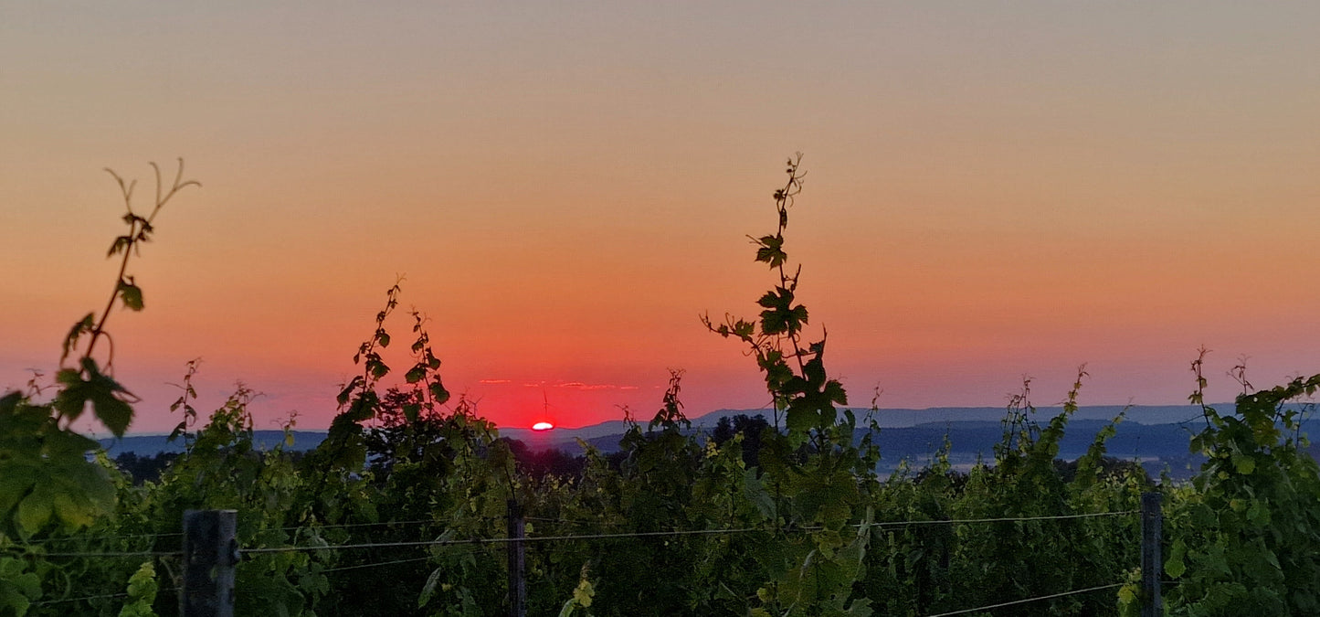 Weinbrief April 2025
