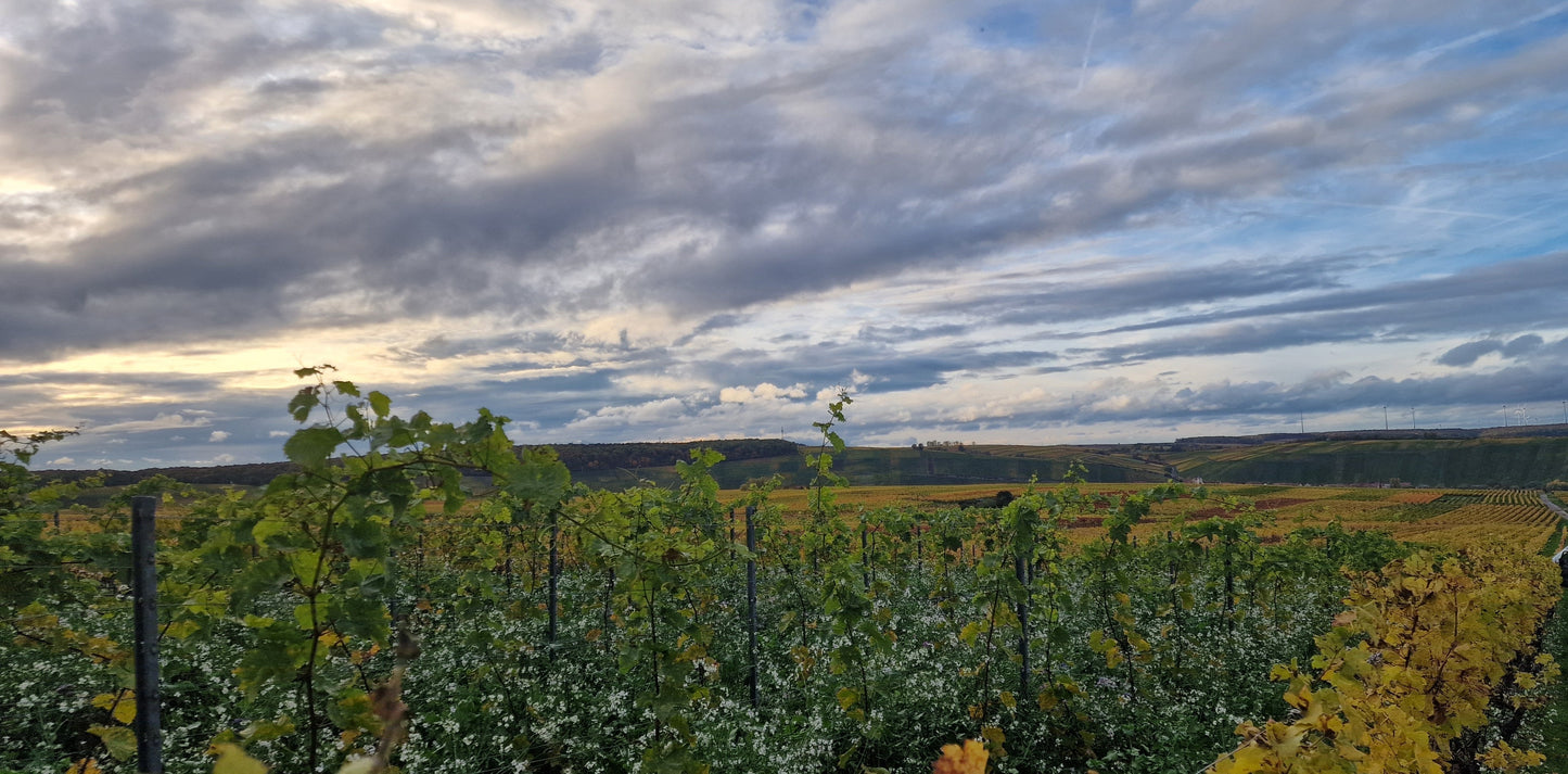 Weinbrief Herbst 2026